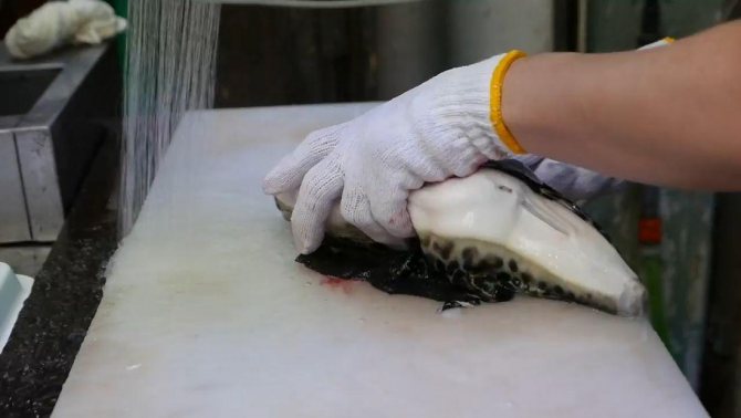 Рыба фугу: путь из аквариума в тарелку