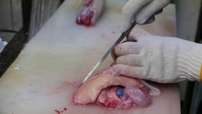 Рыба фугу: путь из аквариума в тарелку