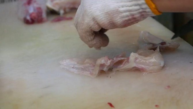 Рыба фугу: путь из аквариума в тарелку