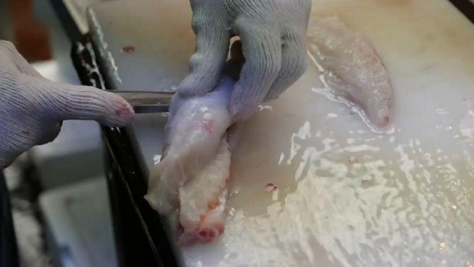 Рыба фугу: путь из аквариума в тарелку