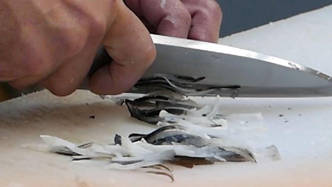 Рыба фугу: путь из аквариума в тарелку