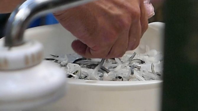 Рыба фугу: путь из аквариума в тарелку