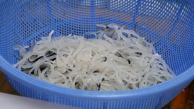 Рыба фугу: путь из аквариума в тарелку