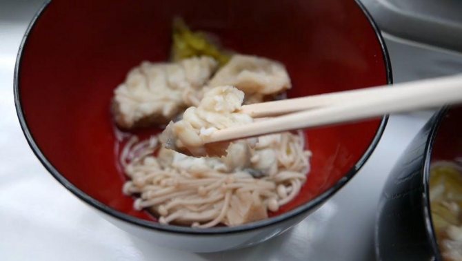 Рыба фугу: путь из аквариума в тарелку