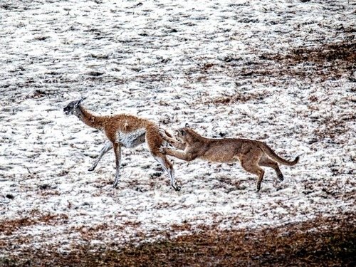 В какой стране встречается животное гуанако