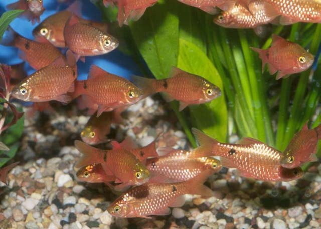Все о размножении барбусов в домашних условиях