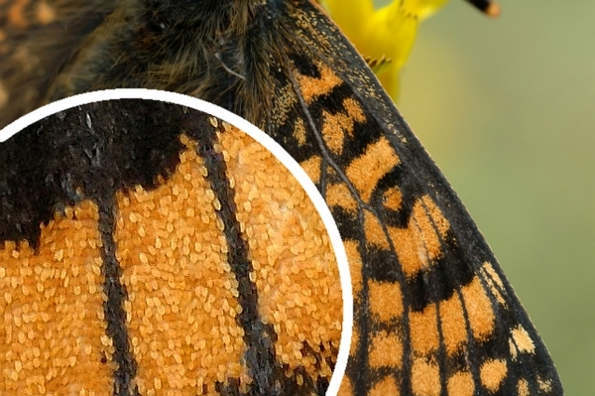 Пыльца на крыльях бабочек