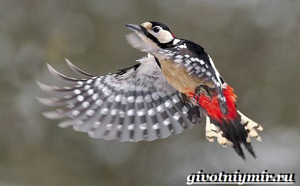 Большой пестрый дятел