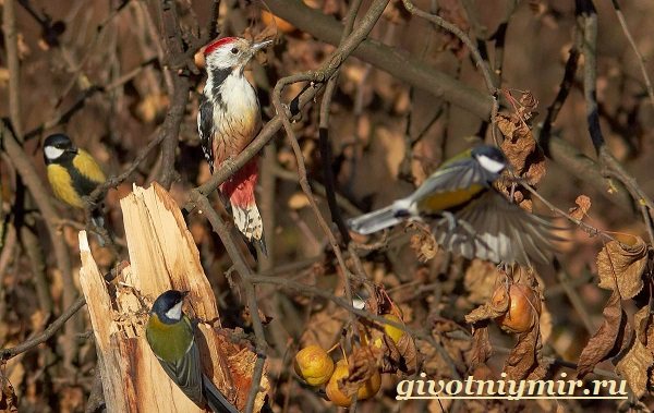Большой пестрый дятел