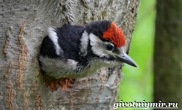 Большой пестрый дятел