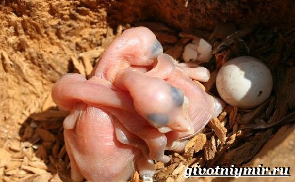 Большой пестрый дятел