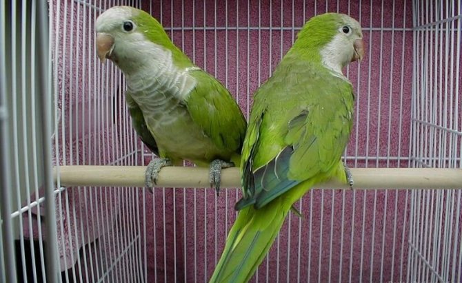 Монах - отличный вид попугаев