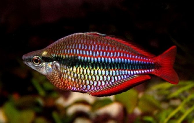 радужница трехполосая