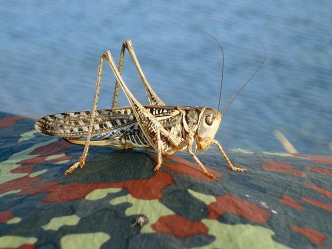 Радужный тип саранчи