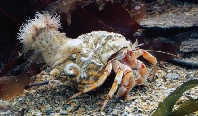 Взаимоотношения рака отшельника и других организмов называют: 1) взаимовыгодными 2)паразитическими3)конкурентными4) хищническими 