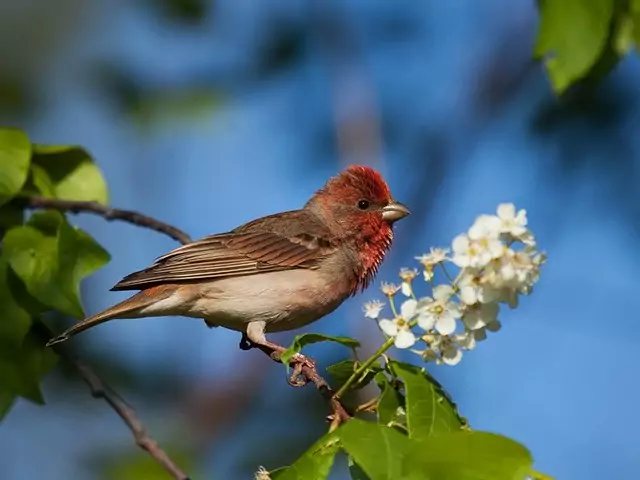 Распространение чечевицы в природе фото