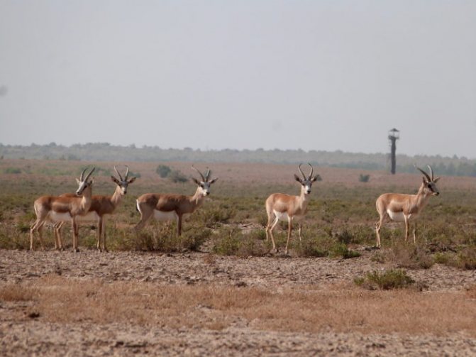 Распространение зоба