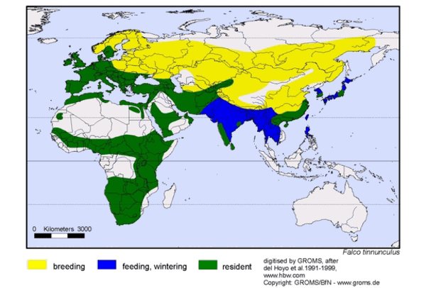 Разбросанное изображение пустельги