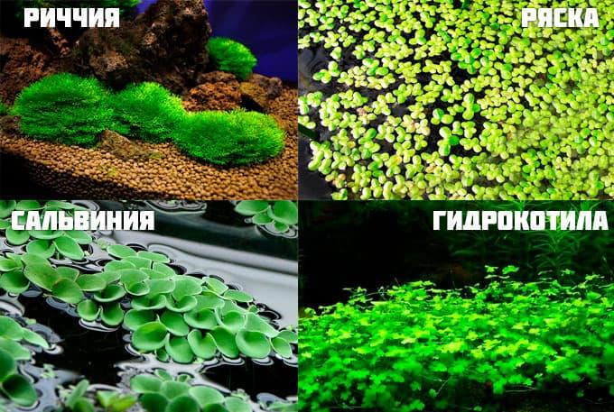 растения для апистограмм