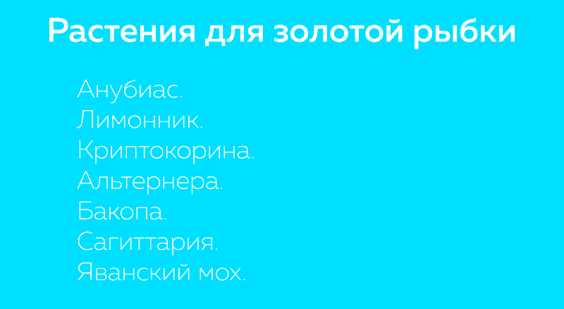 Растения для золотой рыбки