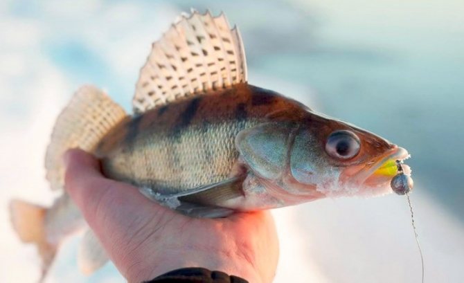 Размеры берша