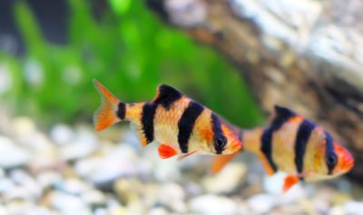 Все о размножении барбусов в домашних условиях