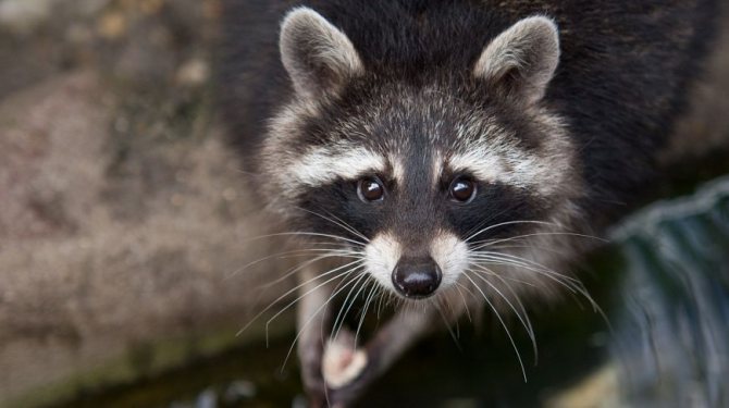 Разведение енотов