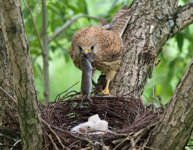 Изображение размножения пустельги