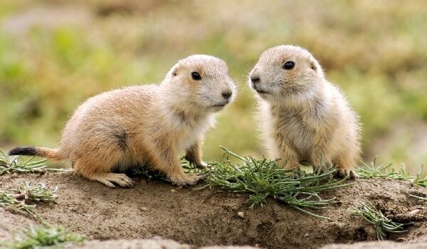 Разведение сусликов