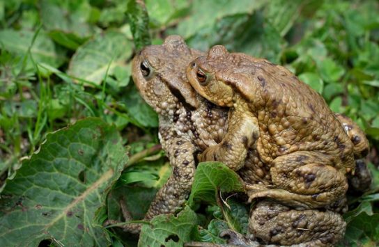 Разведение жаб