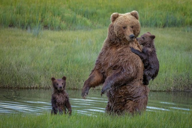 разнообразие природы