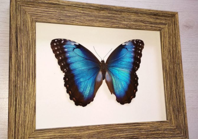 Чем покормить бабочку в домашних условиях зимой