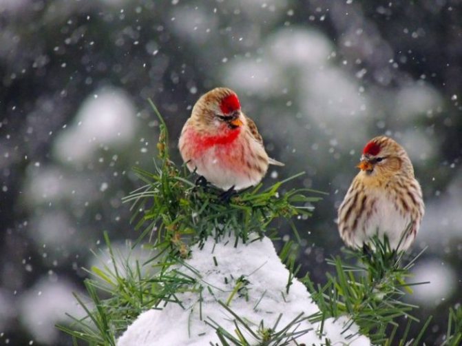 Разведение образа чечетки