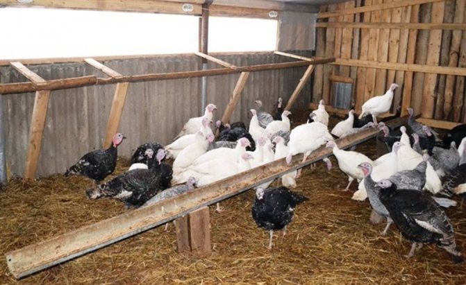 Разводить и содержать индюков