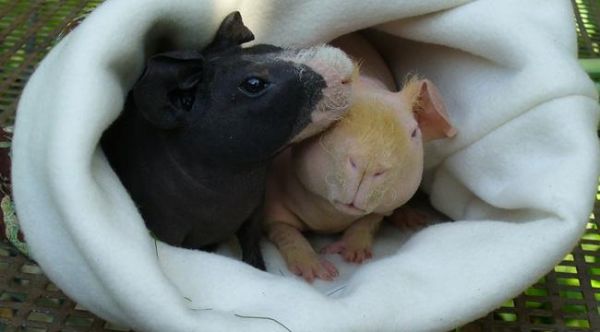 Разведение