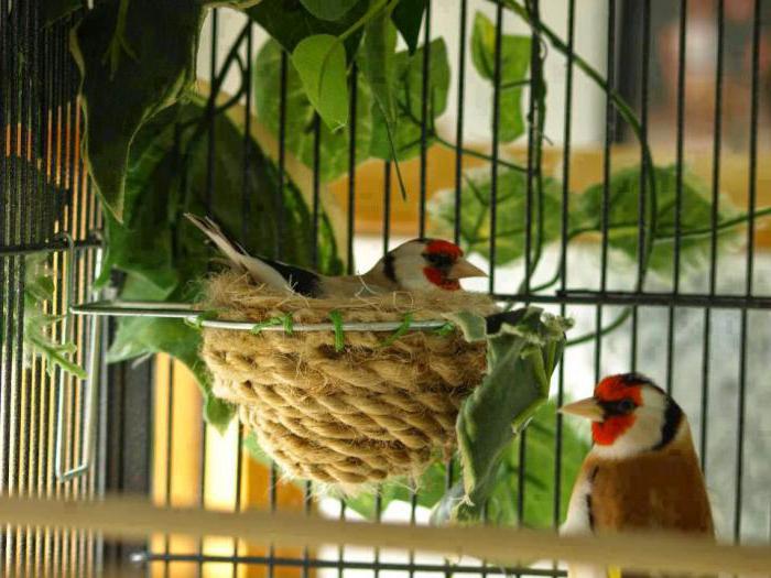 разводить щеглов в домашних условиях