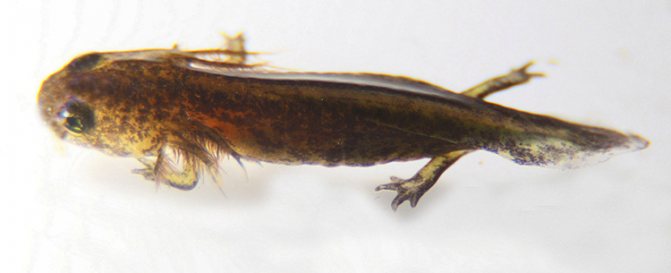 Эволюция сибирской саламандры