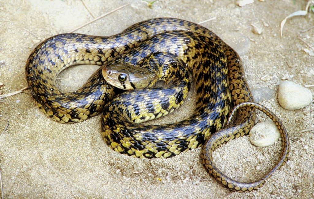 Англер Шнайдер