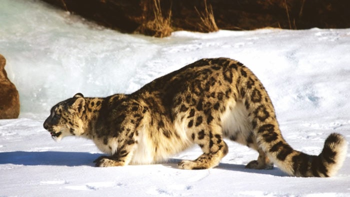 Снежный барс подкрадывается к добыче