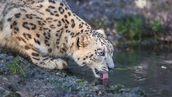 Предки гепардов появились около 1,5 миллиардов лет назад