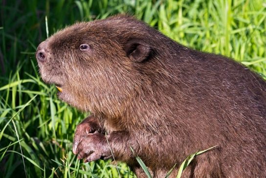 речной бобр - сообщение