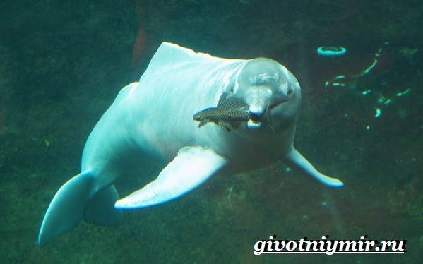 Речной-дельфин-Образ-жизни-и-среда-обитания-речного-дельфина-8