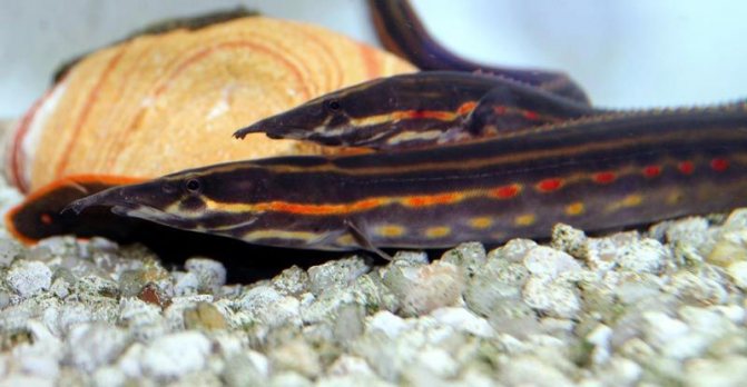 Глазчатый макрогнатус: как содержать в аквариуме