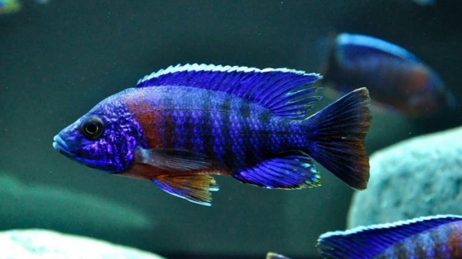 Аулонокара: содержание, совместимость, разведение, виды