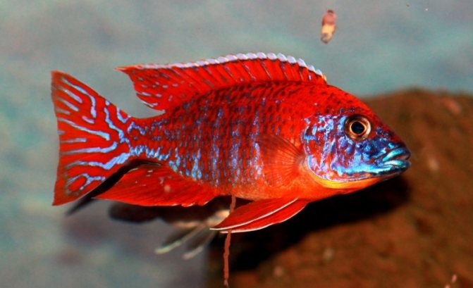 Аулонокара: содержание, совместимость, разведение, виды