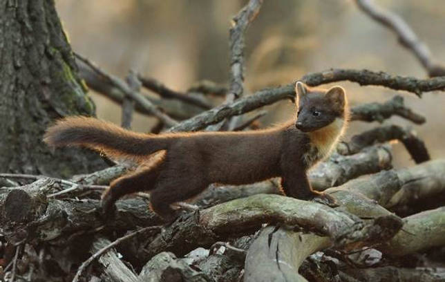 Редкие животные из Красной книги Ставропольского края — список, характеристика и фото