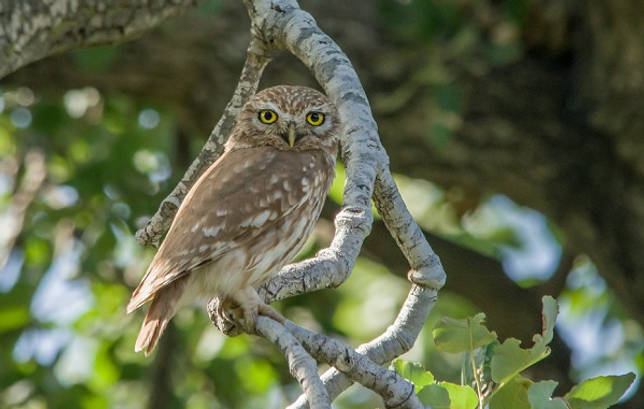 Редкие животные из Красной книги Ставропольского края — список, характеристика и фото