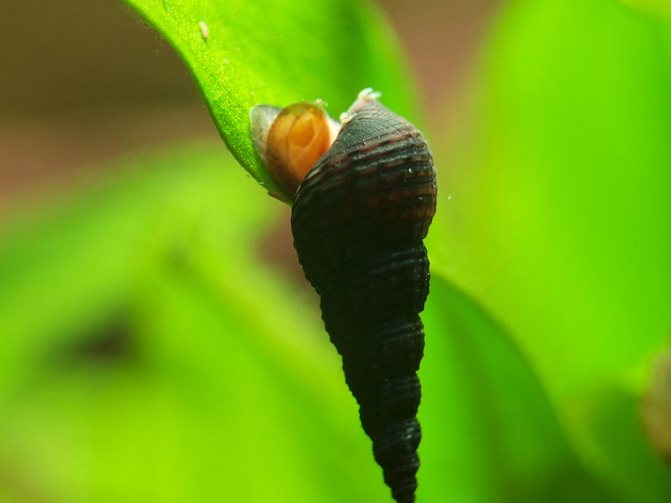 Улитка Мелания с описанием