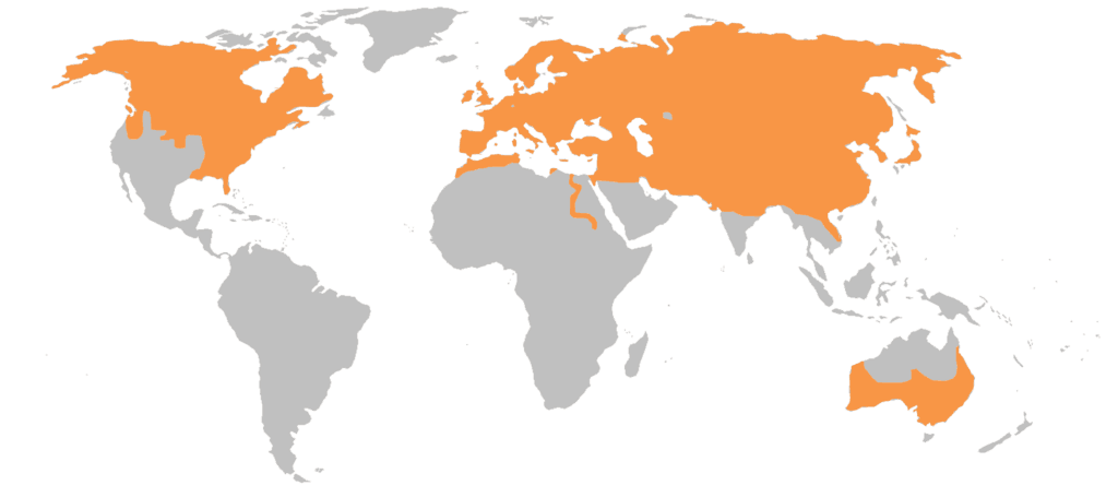 Среда обитания рыжей лисицы