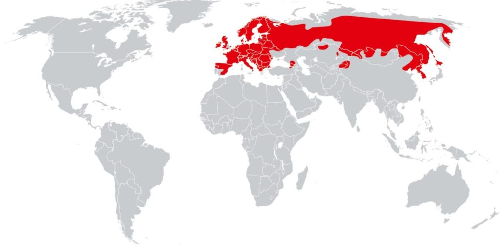 Среда обитания обыкновенной белки